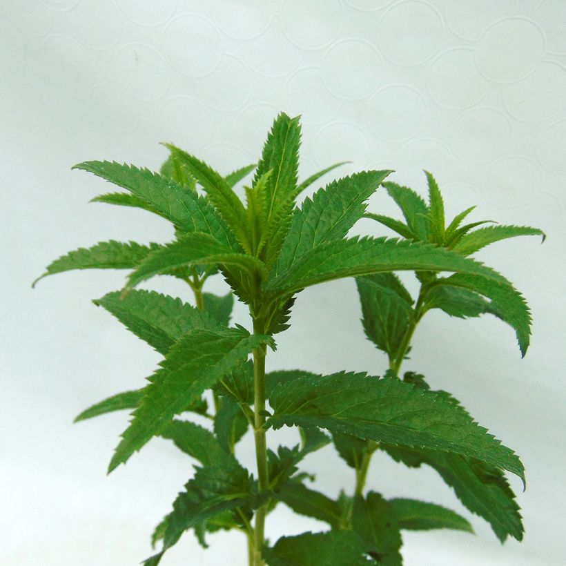 Veronica First Love - Ereprijs (Foliage)
