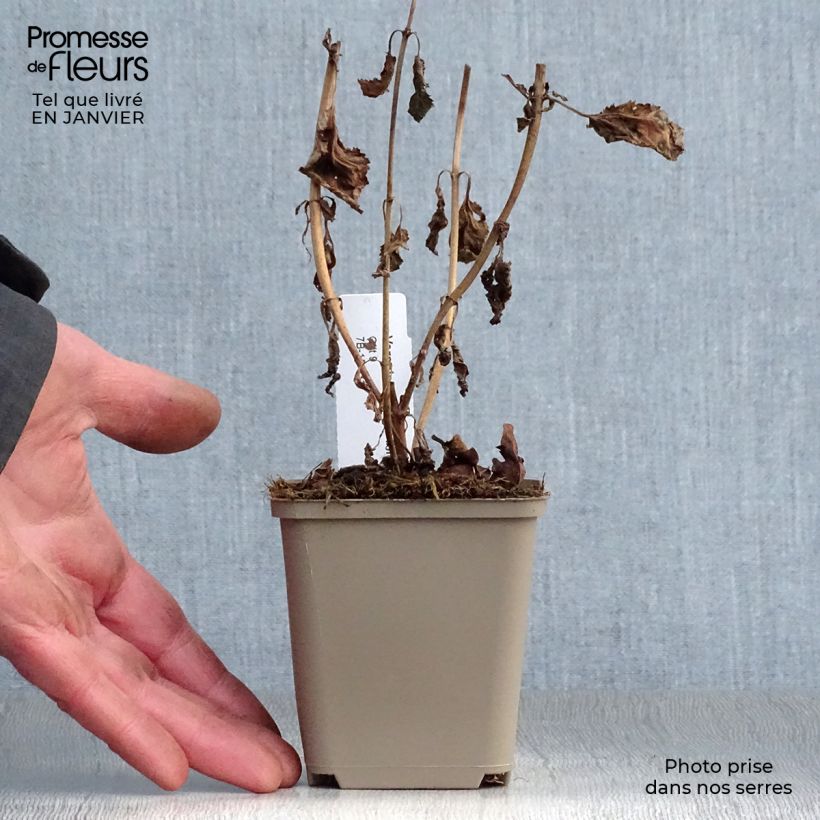 Example of Veronica First Love - Ereprijs Kweekpotje van 8/9 cm as you get in hiver