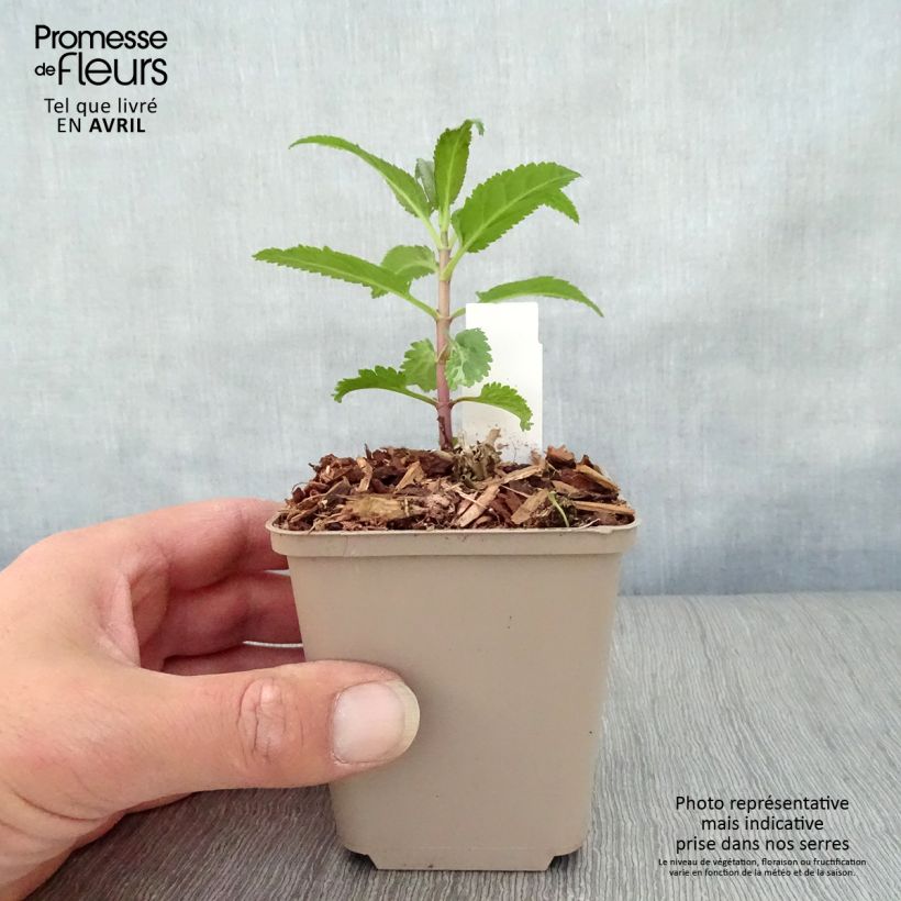 Exemplaar van Veronica First Love - Ereprijs Kweekpotje van 8/9 cm zoals geleverd in de lente