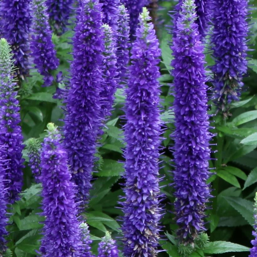 Veronica spicata Royal Candles Glory - Aar-ereprijs (Flowering)
