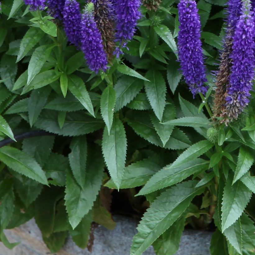 Veronica spicata Royal Candles Glory - Aar-ereprijs (Foliage)
