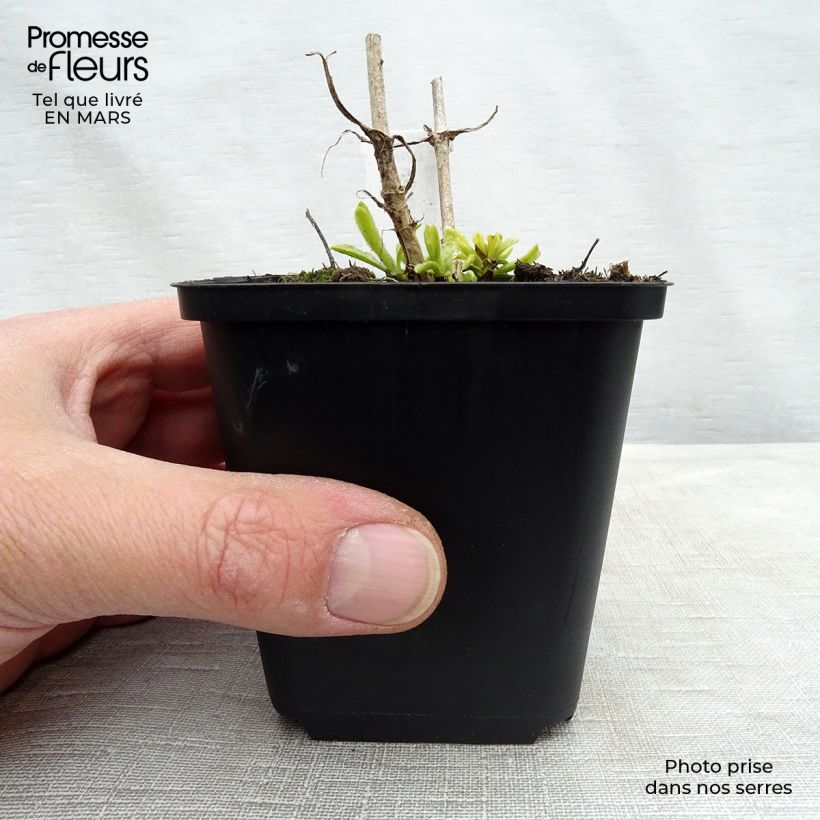 Example of Veronica spicata Icicle - Véronique en épis Icicle Kweekpotje van 8/9 cm as you get in hiver