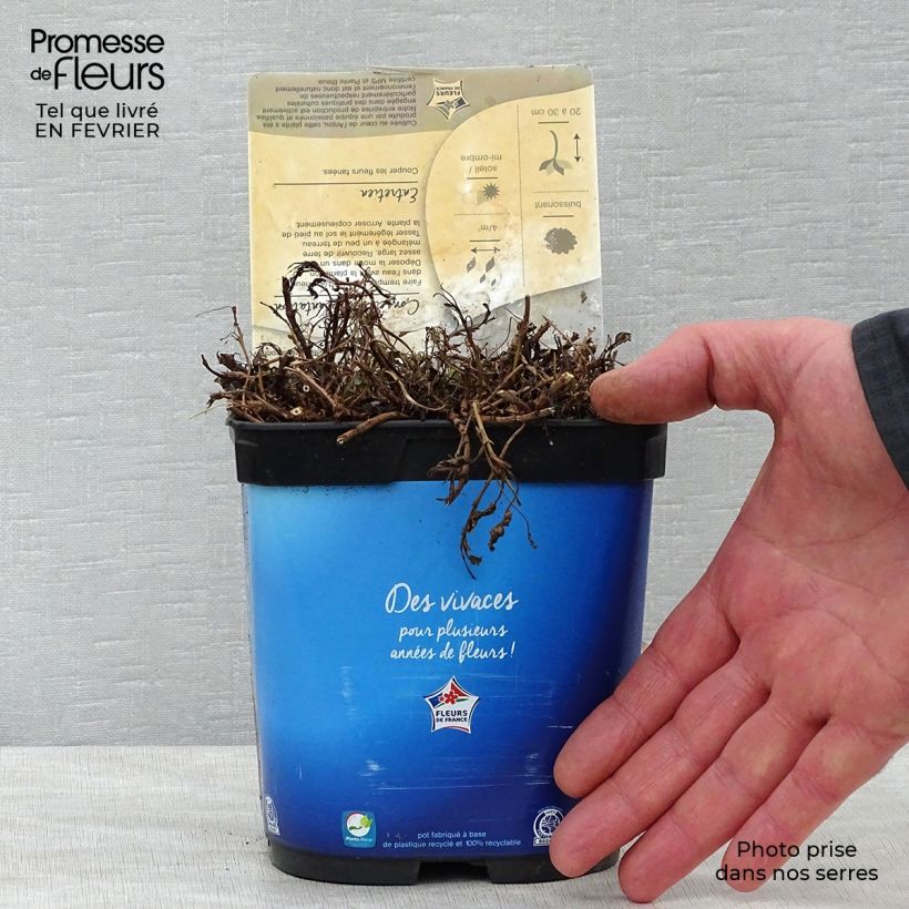 Example of Veronica spicata Nana Blue - Véronique en épis Pot van 2 l/3 l as you get in hiver
