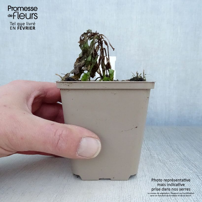 Example of Veronica spicata Rotfuchs - Véronique en épis Kweekpotje van 8/9 cm as you get in hiver