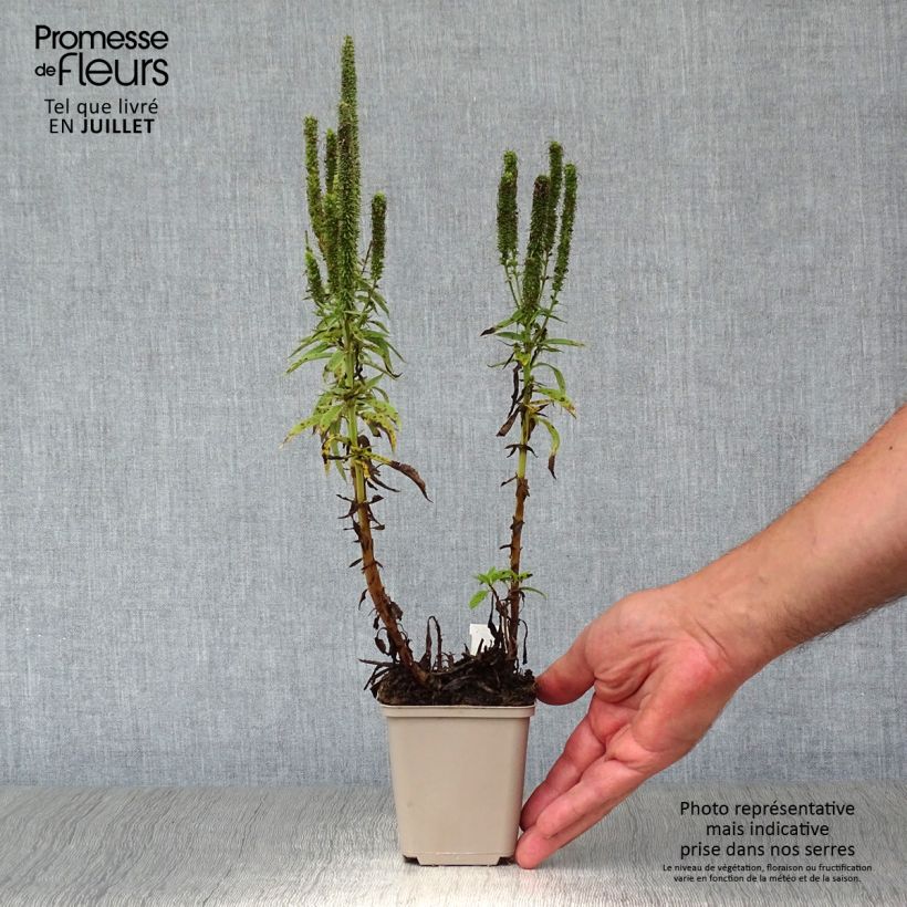 Exemplaar van Veronica spicata Royal Candles Glory - Aar-ereprijs Kweekpotje van 8/9 cm zoals geleverd in de zomer