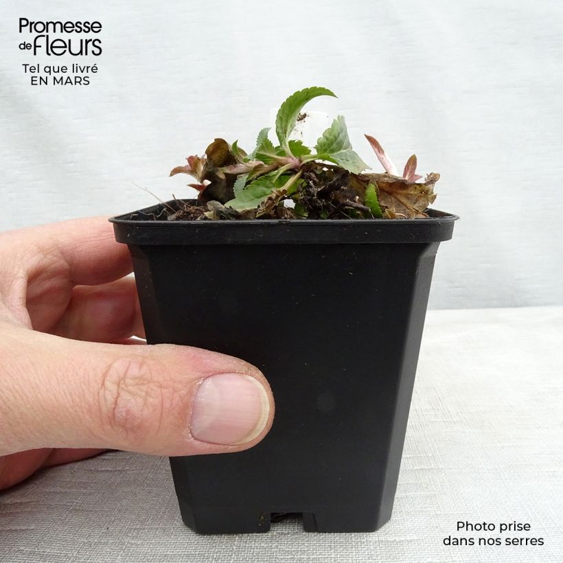 Exemplaar van Veronica spicata Royal Candles Glory - Aar-ereprijs Kweekpotje van 8/9 cm zoals geleverd in de lente