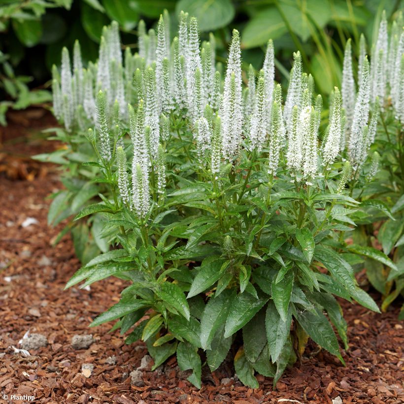Veronica spicata Snow Candles - Aar-ereprijs (Groeiplaats)