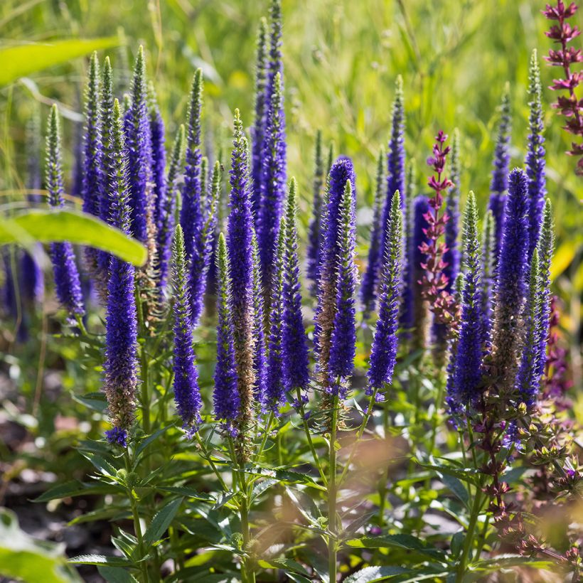 Veronica spicata Ulster Blue Dwarf - Aar-ereprijs (Plant habit)