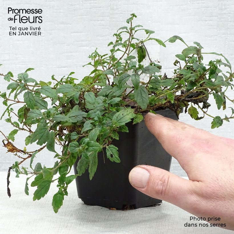 Example of Veronica umbrosa Georgia Blue - Ereprijs Kweekpotje van 8/9 cm as you get in hiver