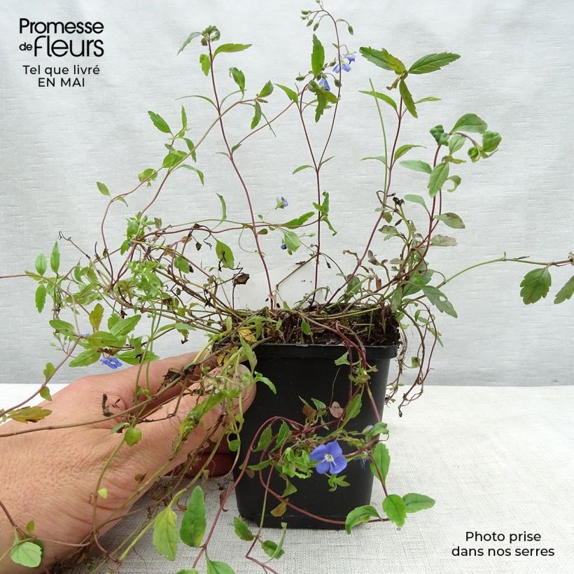 Exemplaar van Veronica umbrosa Georgia Blue - Ereprijs Kweekpotje van 8/9 cm zoals geleverd in de lente