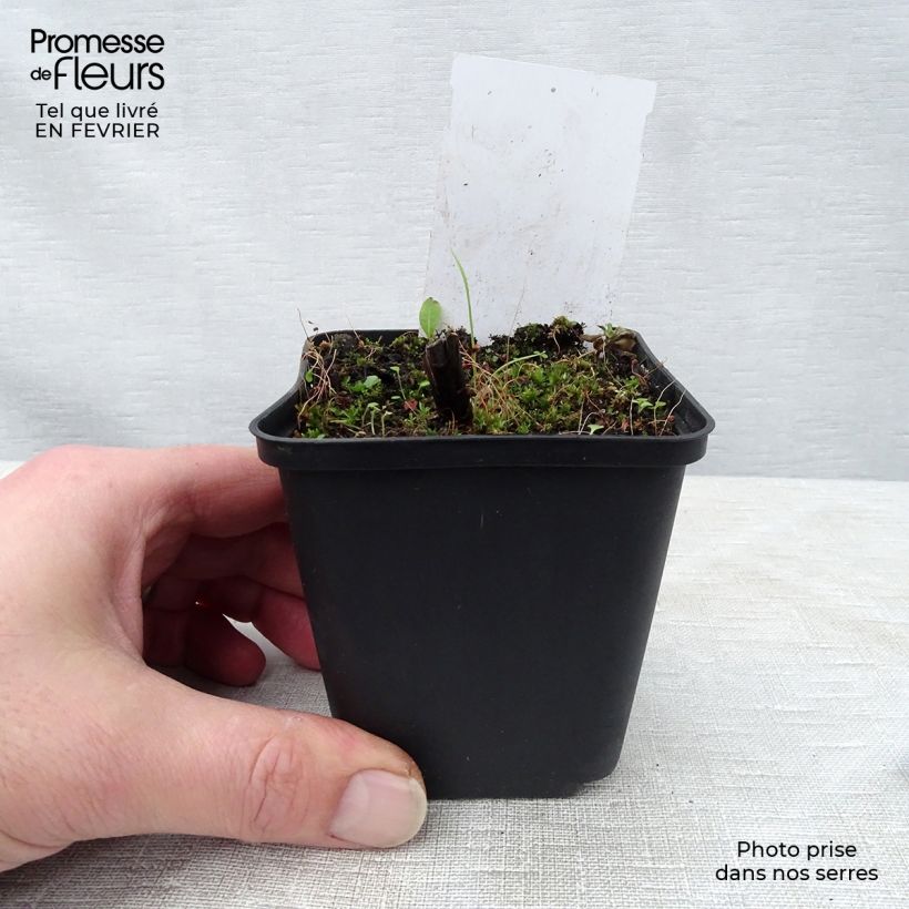 Example of Veronicastrum sibiricum - Siberische ereprijs Kweekpotje van 8/9 cm as you get in hiver