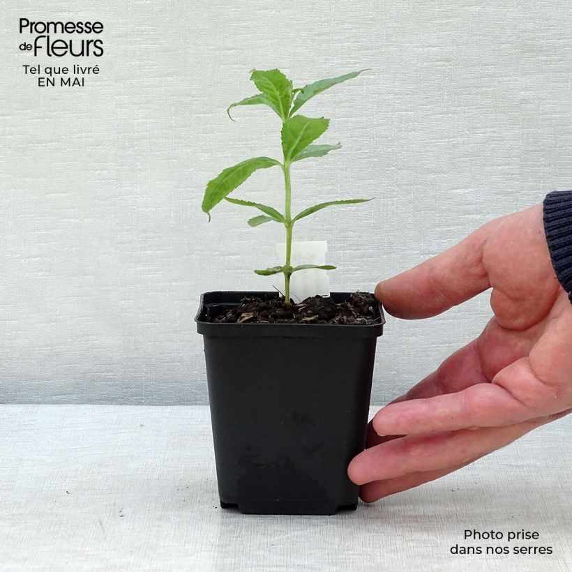 Exemplaar van Veronicastrum sibiricum - Siberische ereprijs Kweekpotje van 8/9 cm zoals geleverd in de lente