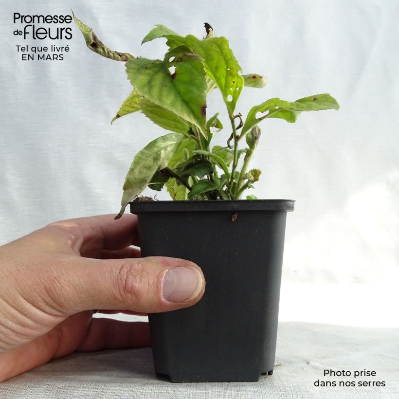 Exemplaar van Veronicastrum villosulum - Virginische ereprijs Kweekpotje van 8/9 cm zoals geleverd in de lente