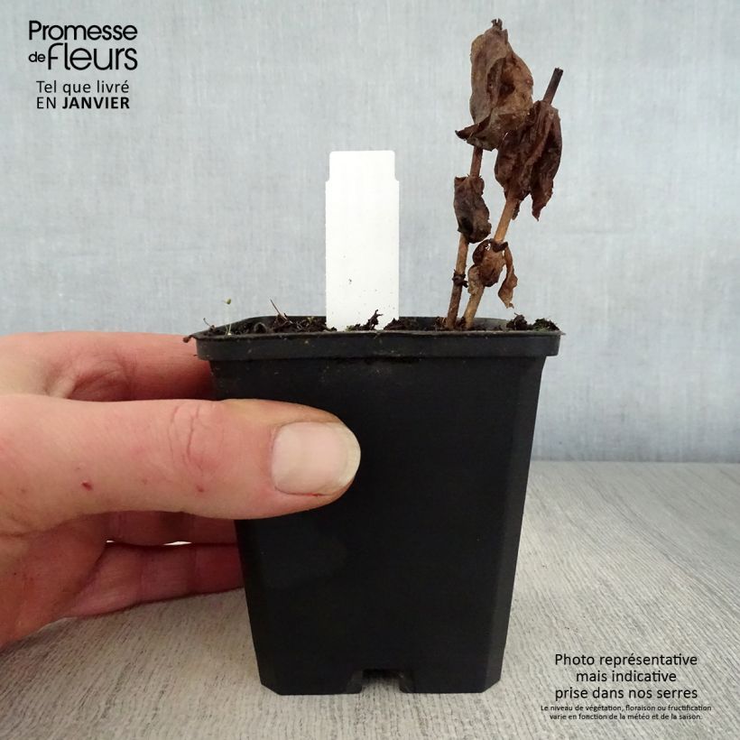 Example of Veronicastrum virginicum Adoration - Véronique de Virginie Kweekpotje van 8/9 cm as you get in hiver