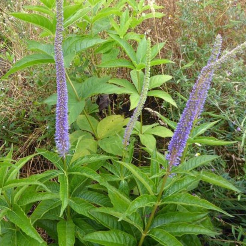 Veronicastrum virginicum Apollo - Virginische ereprijs (Plant habit)