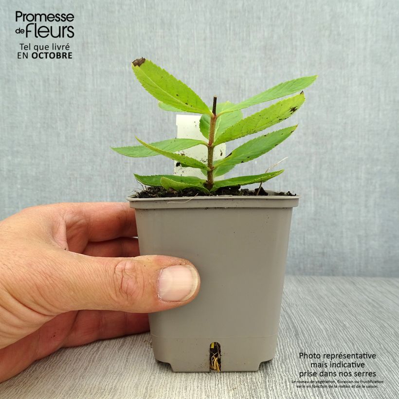 Exemplaar van Veronicastrum virginicum Challenger - Virginische ereprijs Kweekpotje van 8/9 cm zoals geleverd in de herfst