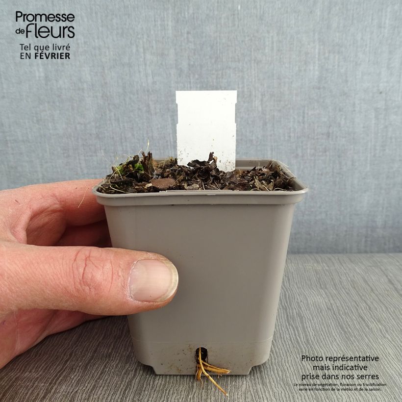 Example of Veronicastrum virginicum Challenger - Véronique de Virginie Kweekpotje van 8/9 cm as you get in hiver