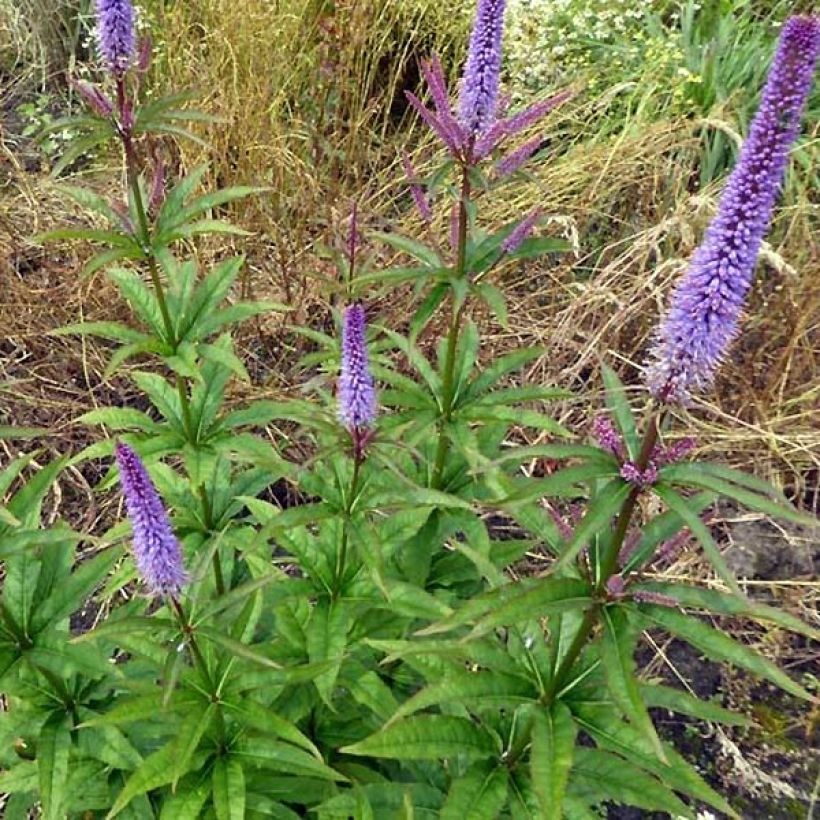 Veronicastrum virginicum Cupid - Virginische ereprijs (Plant habit)