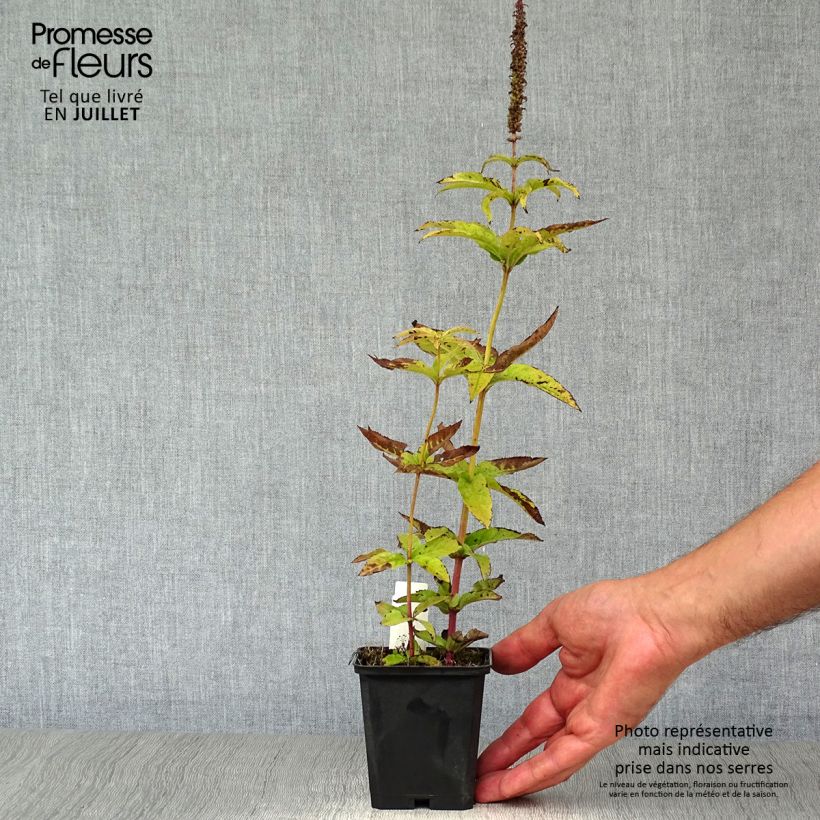 Exemplaar van Veronicastrum virginicum Cupid - Virginische ereprijs Kweekpotje van 8/9 cm zoals geleverd in de zomer