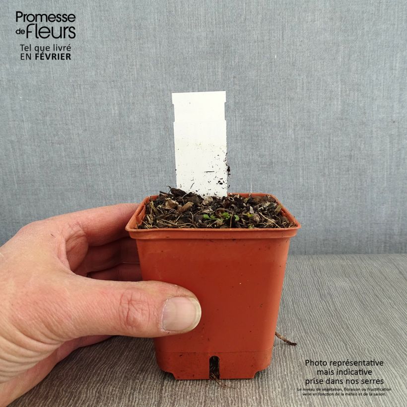 Example of Veronicastrum virginicum Diana - Virginische ereprijs Kweekpotje van 8/9 cm as you get in hiver