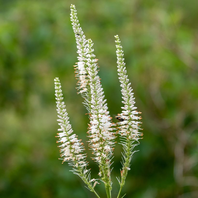 Veronicastrum virginicum Diana - Virginische ereprijs (Bloei)