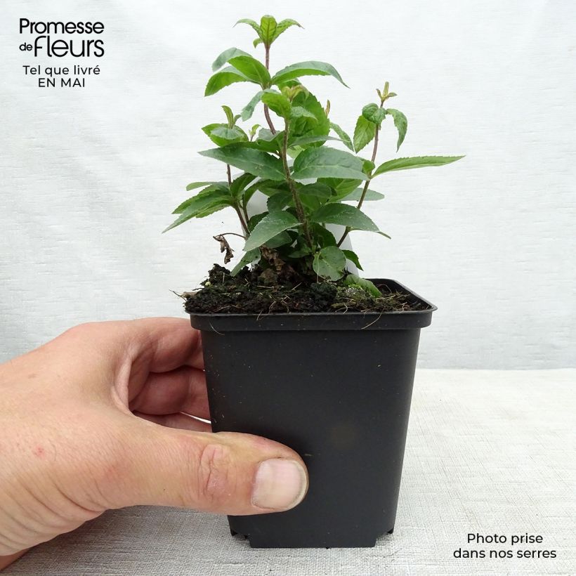 Exemplaar van Veronicastrum virginicum Erika - Virginische ereprijs Kweekpotje van 8/9 cm zoals geleverd in de lente