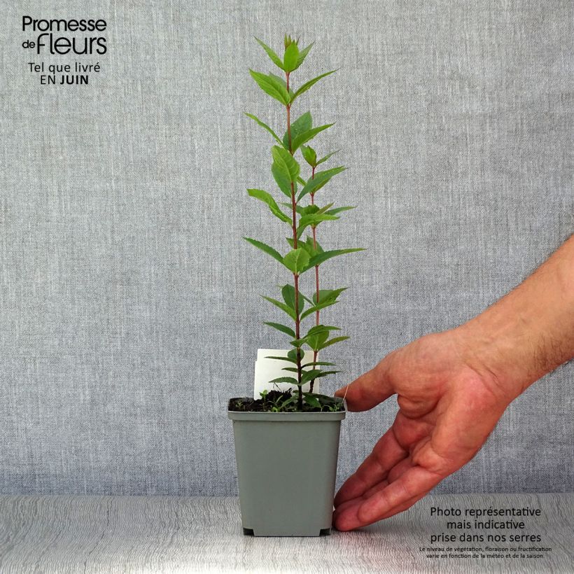 Exemplaar van Veronicastrum virginicum Erika - Virginische ereprijs Kweekpotje van 8/9 cm zoals geleverd in de zomer