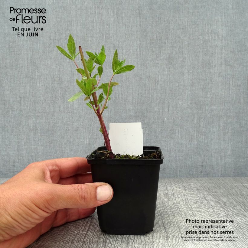 Exemplaar van Veronicastrum virginicum Fascination - Virginische ereprijs Kweekpotje van 8/9 cm zoals geleverd in de zomer