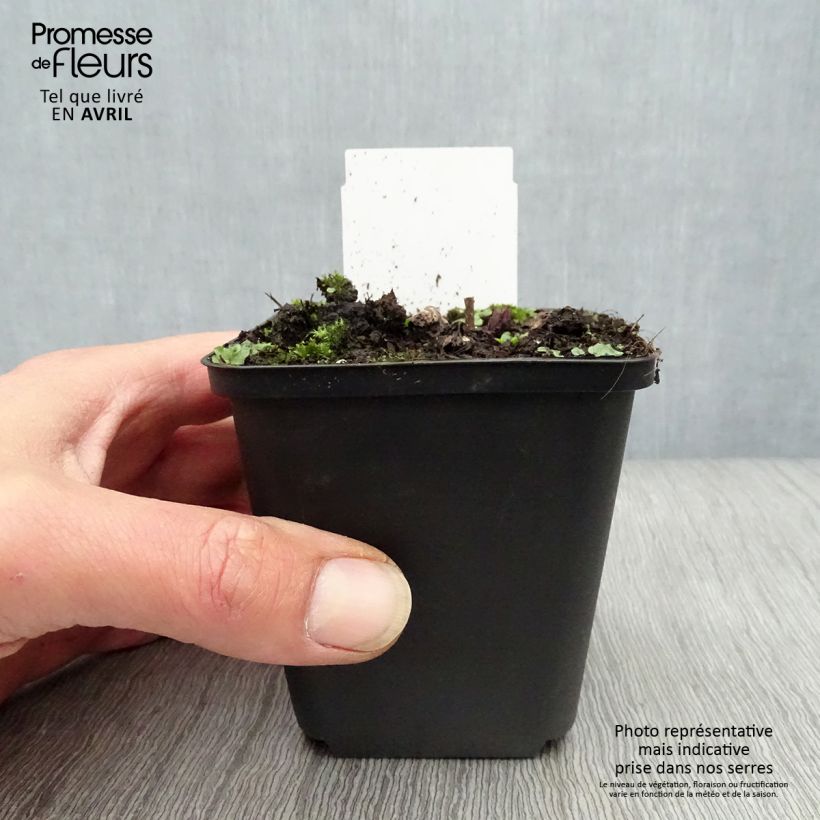 Exemplaar van Veronicastrum virginicum Fascination - Virginische ereprijs Kweekpotje van 8/9 cm zoals geleverd in de lente