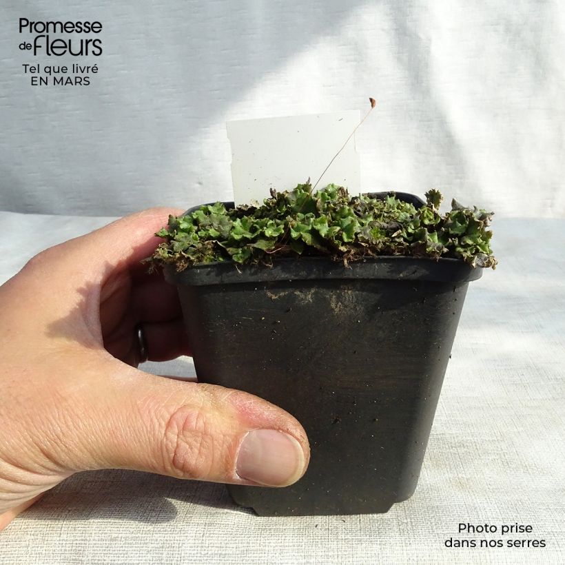 Exemplaar van Veronicastrum virginicum Green Tip - Virginische ereprijs Kweekpotje van 8/9 cm zoals geleverd in de winter