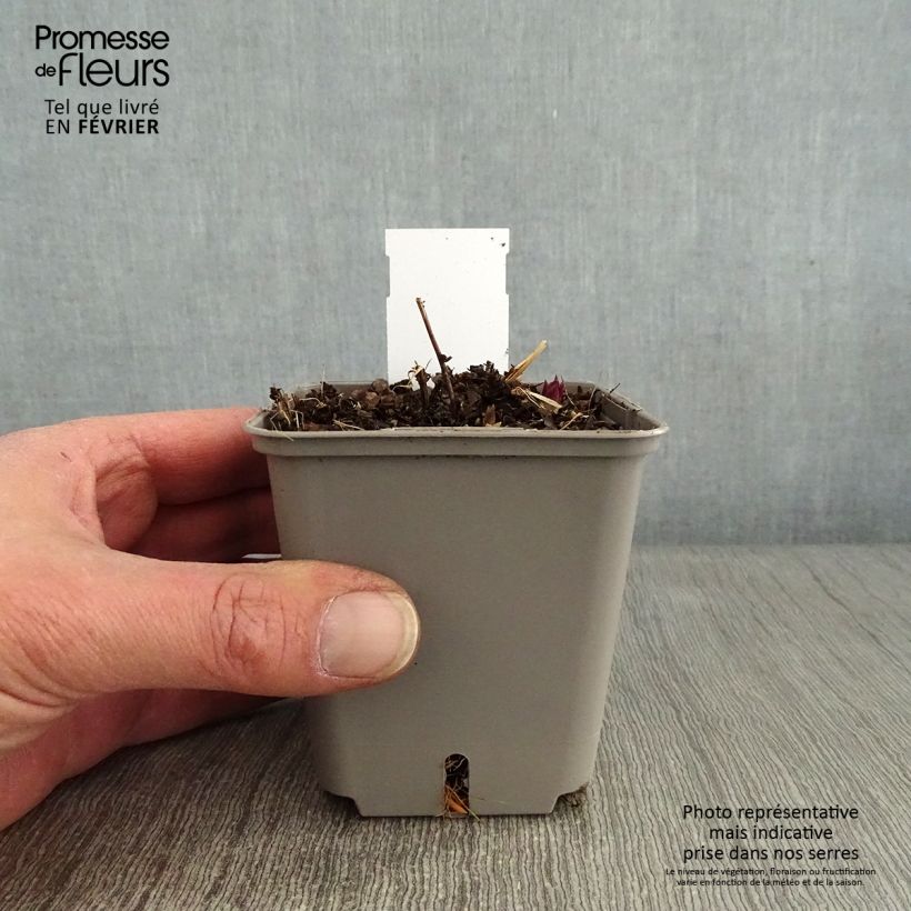 Example of Veronicastrum virginicum Kleine Erika - Véronique de Virginie Kweekpotje van 8/9 cm as you get in hiver