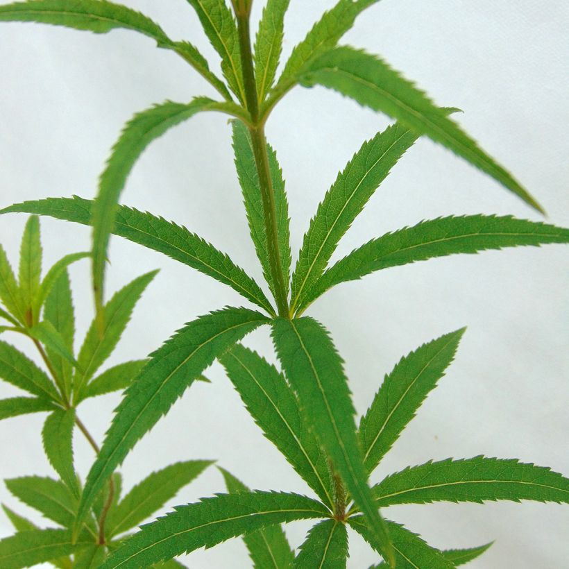 Veronicastrum virginicum Lavendelturm - Virginische ereprijs (Foliage)