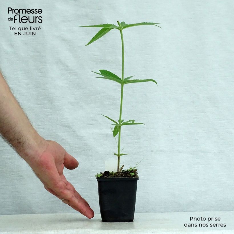Exemplaar van Veronicastrum virginicum Lavendelturm - Virginische ereprijs Kweekpotje van 8/9 cm zoals geleverd in de zomer