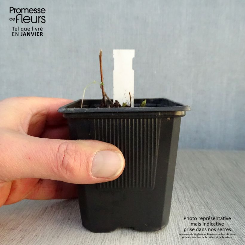 Example of Veronicastrum virginicum Lavendelturm - Virginische ereprijs Kweekpotje van 8/9 cm as you get in hiver