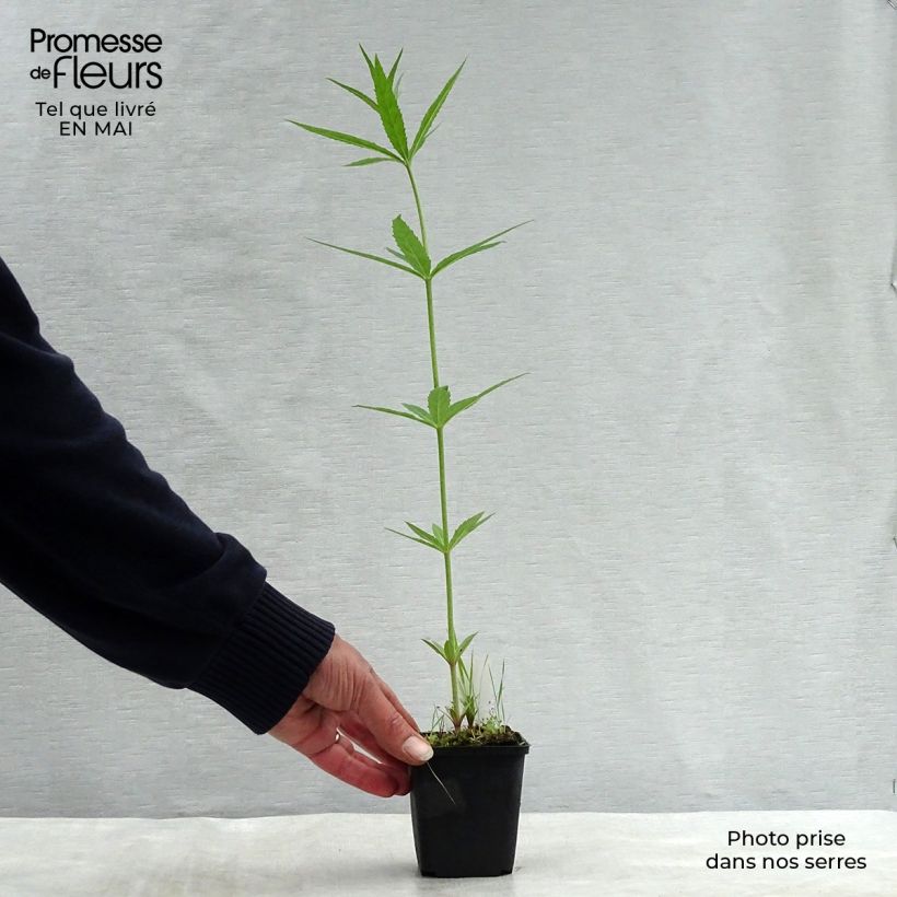 Exemplaar van Veronicastrum virginicum Lavendelturm - Virginische ereprijs Kweekpotje van 8/9 cm zoals geleverd in de lente