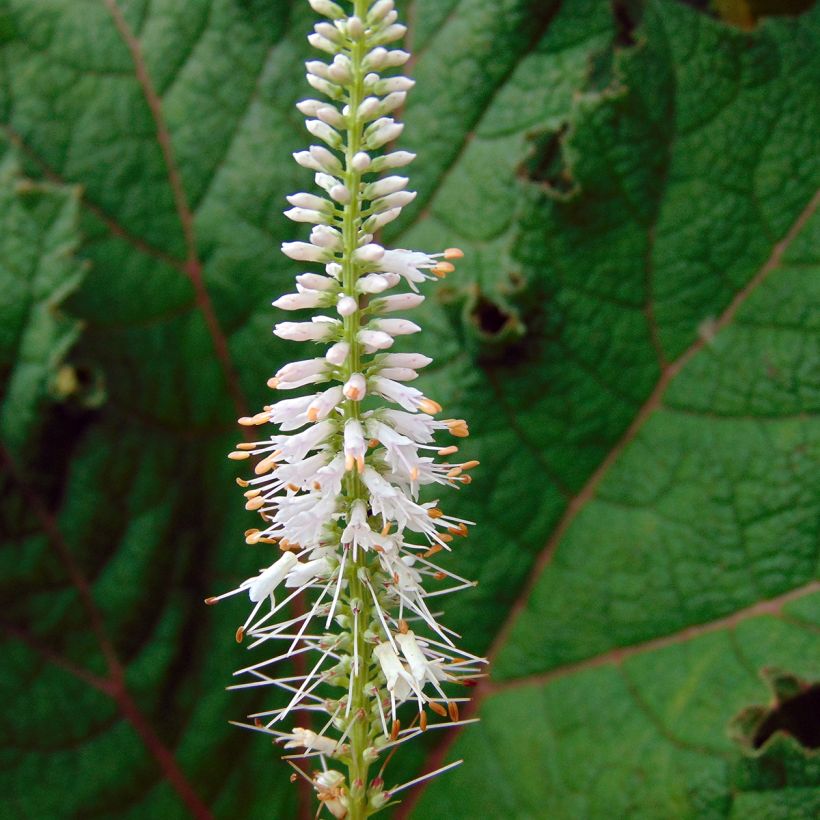 Veronicastrum virginicum Pink Glow - Virginische ereprijs (Flowering)