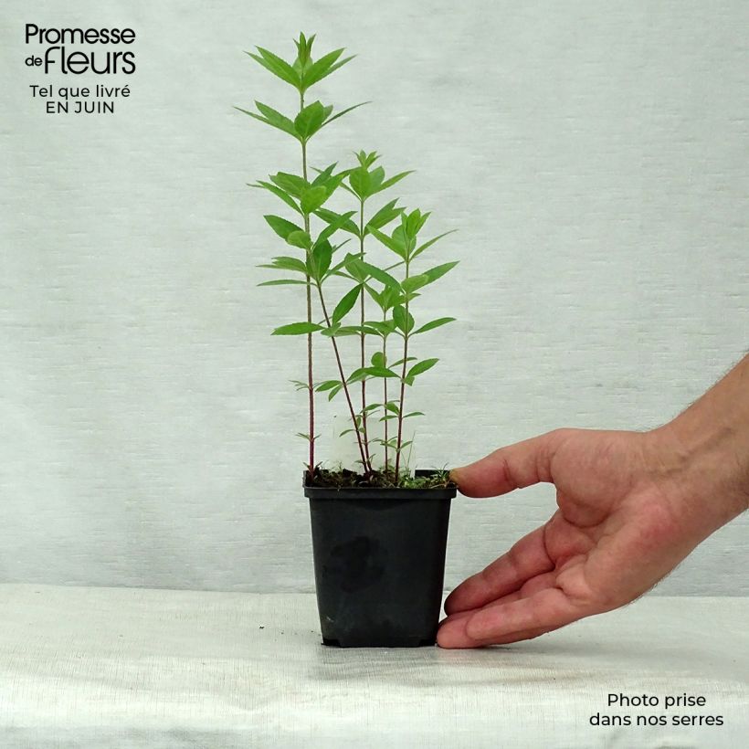 Exemplaar van Veronicastrum virginicum Pink Glow - Virginische ereprijs Kweekpotje van 8/9 cm zoals geleverd in de zomer