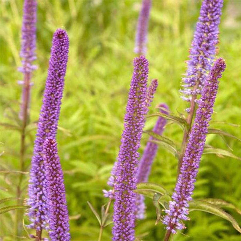 Veronicastrum virginicum Red Arrows - Virginische ereprijs (Flowering)