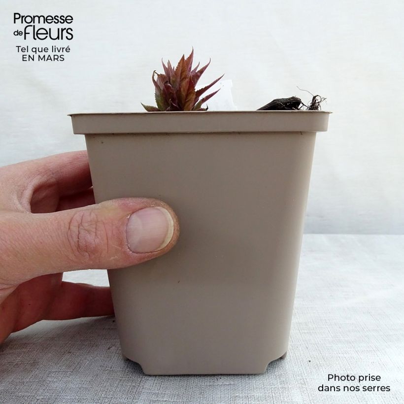 Exemplaar van Veronicastrum virginicum Red Arrows - Virginische ereprijs Kweekpotje van 8/9 cm zoals geleverd in de lente