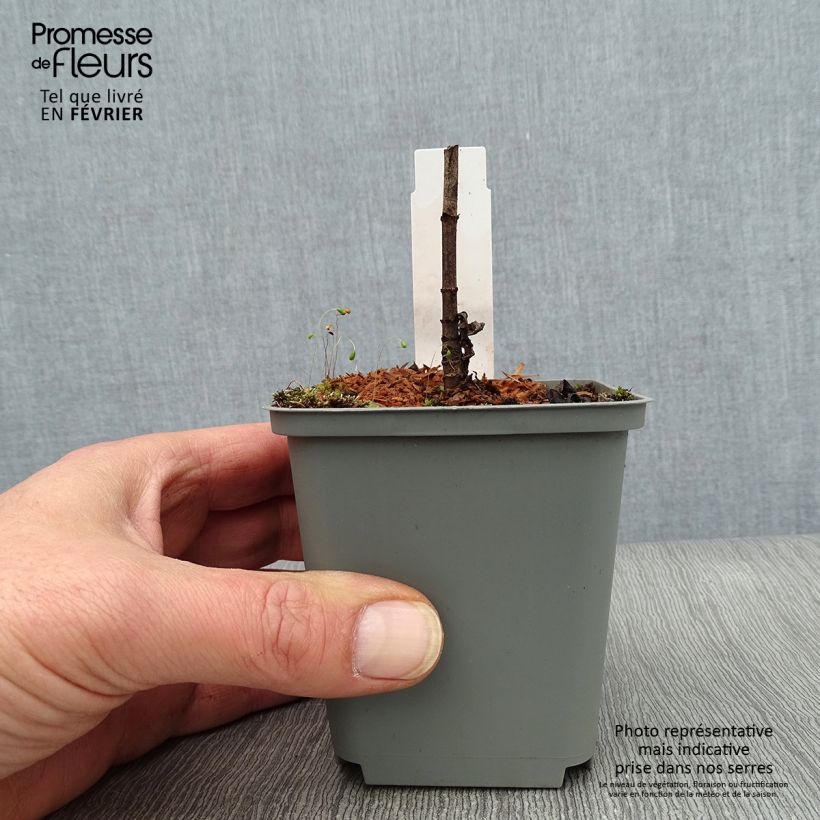 Example of Veronicastrum virginicum Spring Dew - Véronique de Virginie Kweekpotje van 8/9 cm as you get in hiver