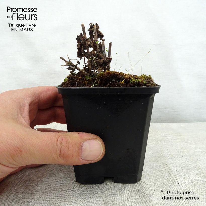 Exemplaar van Veronicastrum virginicum Temptation - Virginische ereprijs Kweekpotje van 8/9 cm zoals geleverd in de lente