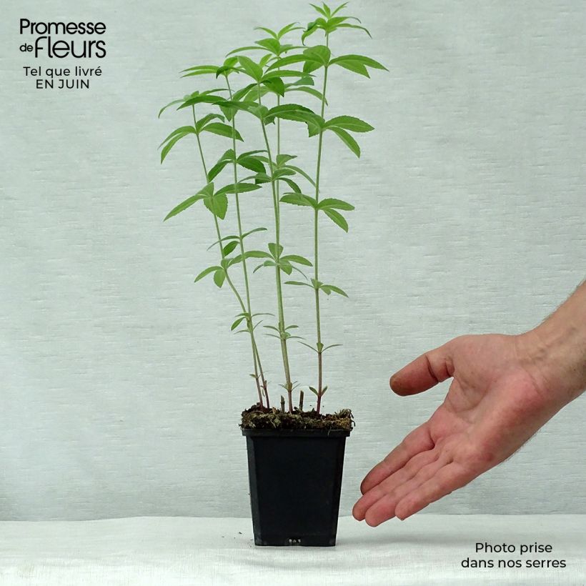 Exemplaar van Veronicastrum virginicum Temptation - Virginische ereprijs Kweekpotje van 8/9 cm zoals geleverd in de zomer