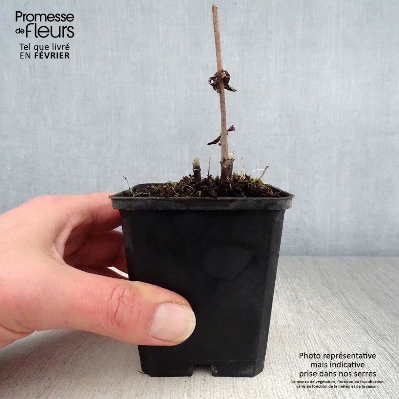 Example of Veronicastrum virginicum Temptation - Véronique de Virginie Kweekpotje van 8/9 cm as you get in hiver