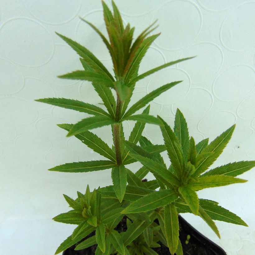 Veronicastrum virginicum var. album - Virginische ereprijs (Foliage)