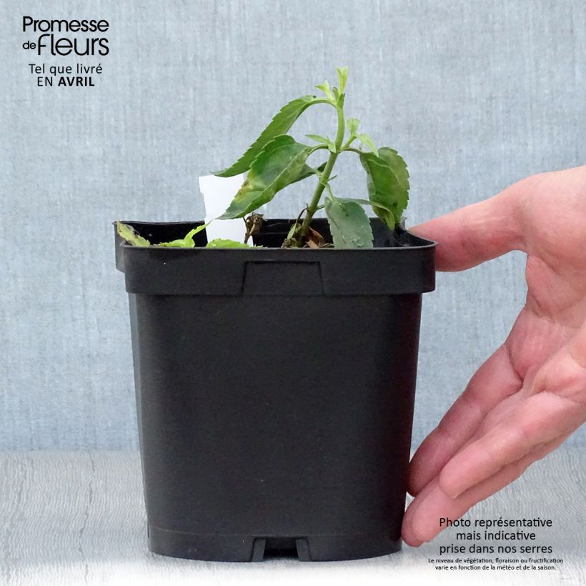 Exemplaar van Veronicastrum virginicum var. album - Virginische ereprijs Pot van 2 l/3 l zoals geleverd in de lente