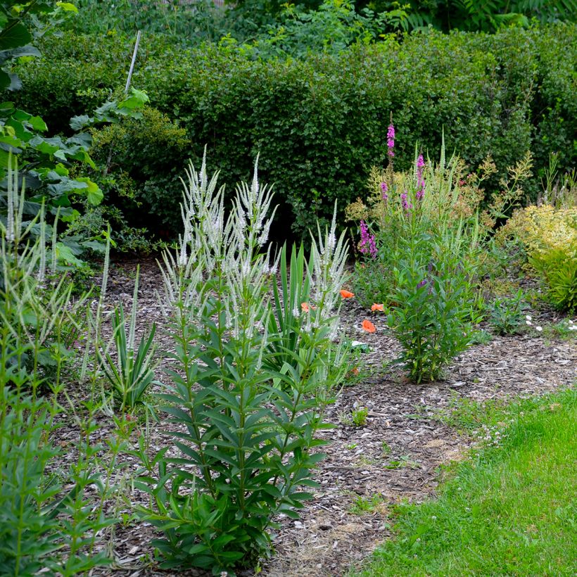 Veronicastrum virginicum var. album - Virginische ereprijs (Groeiplaats)
