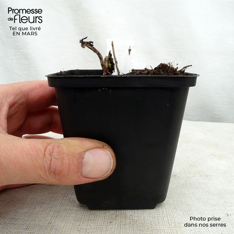 Exemplaar van Veronicastrum virginicum Apollo - Virginische ereprijs Kweekpotje van 8/9 cm zoals geleverd in de lente