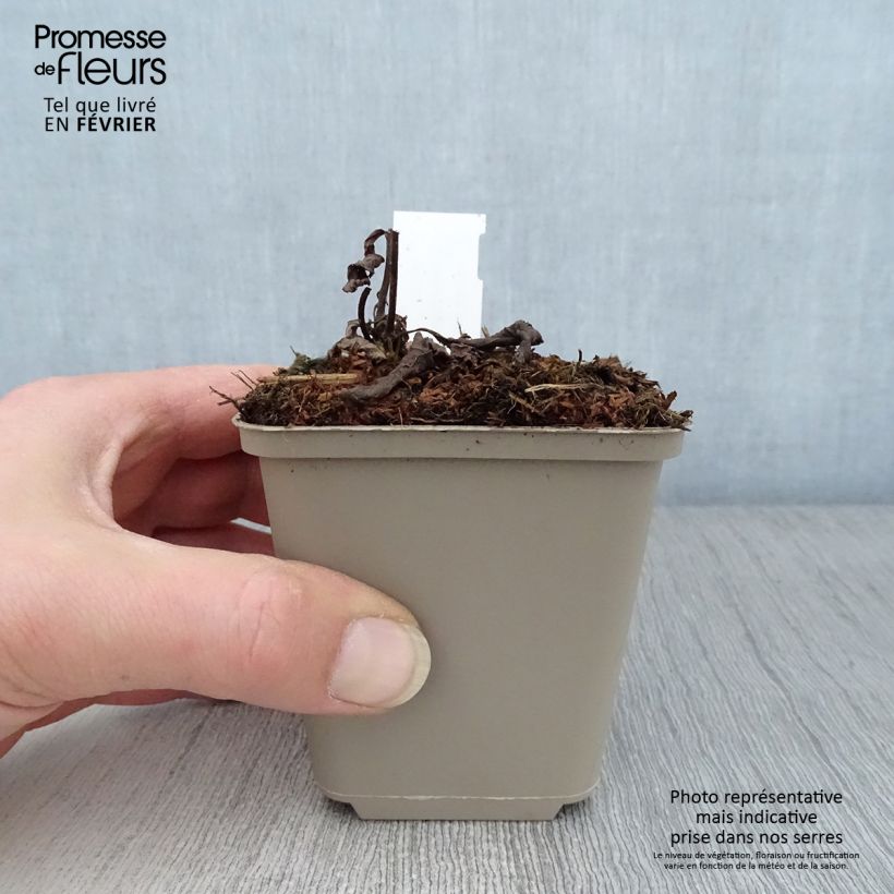 Example of Véronique Apollo - Veronicastrum virginicum Apollo Kweekpotje van 8/9 cm as you get in hiver