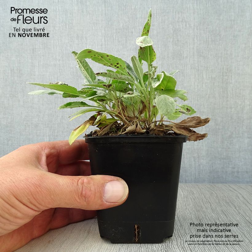 Exemplaar van Veronica spicata subsp. incana Silbersee - Aar-ereprijs Kweekpotje van 8/9 cm zoals geleverd in de herfst
