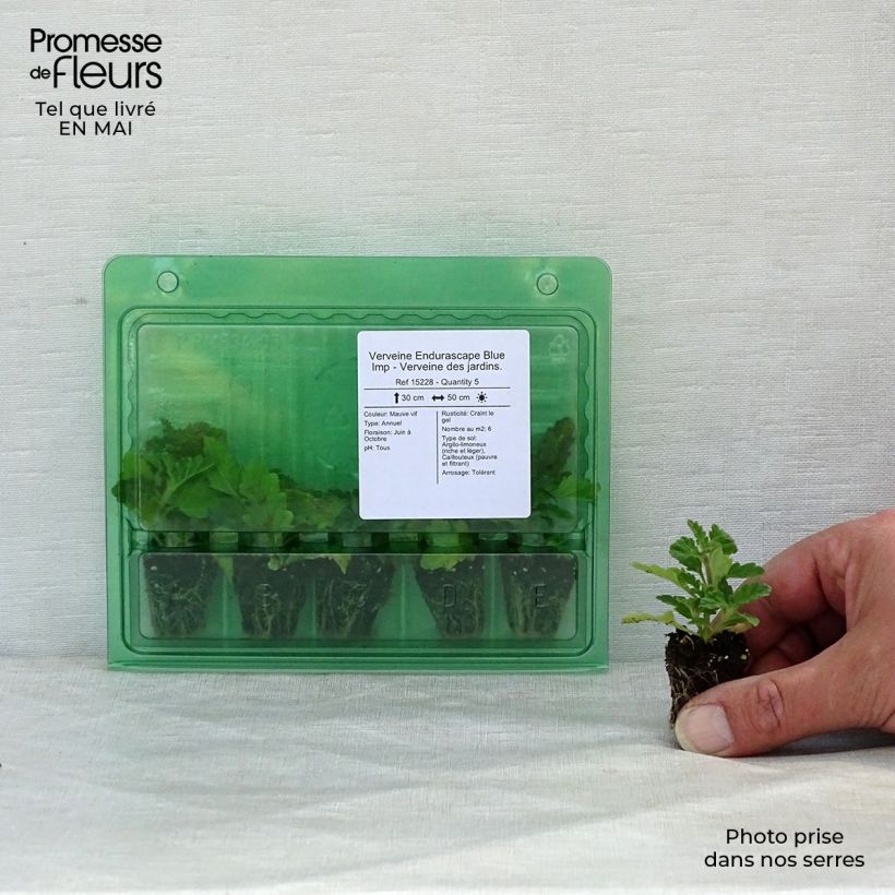 Example of Verveine Endurascape Blue Imp - Verveine des jardins. Mini-mot Ø 3/4 cm as you get in printemps